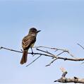 Short-crested Flycatcher (Myiarchus ferox)