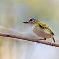 Short-tailed Pygmy Tyrant (Myiornis ecaudatus)
