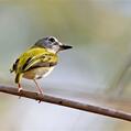 Short-tailed Pygmy Tyrant (Myiornis ecaudatus)