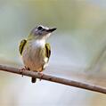 Short-tailed Pygmy Tyrant (Myiornis ecaudatus)