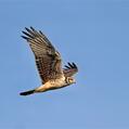 Long-winged Harrier (Circus buffoni)