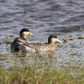 Silver Teal (Spatula versicolor)