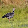 Southern Screamer (Chauna torquata)
