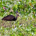 Limpkin (Aramus guarauna)