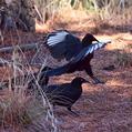 White-winged Chough (Corcorax melanorhamphos)