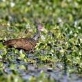 Limpkin (Aramus guarauna)