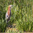 Rufescent Tiger Heron (Tigrisoma lineatum)