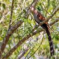 Squirrel Cuckoo (Piaya cayana)