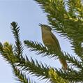 Araucaria Tit-Spinetail (Leptasthenura setaria)