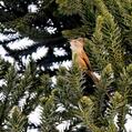 Araucaria Tit-Spinetail (Leptasthenura setaria)
