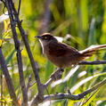 Greater Thornbird (Phacellodomus ruber)