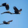 Yellow-tailed Black Cockatoo (Calyptorhynchus funereus)