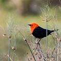 Scarlet-headed Blackbird (Amblyramphus holosericeus)