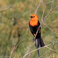 Scarlet-headed Blackbird (Amblyramphus holosericeus)