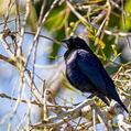 Shiny Cowbird (Molothrus bonariensis)