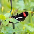 Red Postman (Heliconius erato)