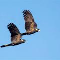 Yellow-tailed Black Cockatoo (Calyptorhynchus funereus)