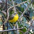 Golden-crowned Warbler (Basileuterus culicivorus)
