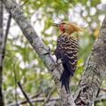 Blond-crested Woodpecker (Celeus flavescens)