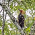 Blond-crested Woodpecker (Celeus flavescens)