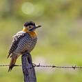 Campo Flicker (Colaptes campestris)
