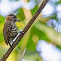 Ochre-collared Piculet (Picumnus temminckii)