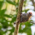 Ochre-collared Piculet (Picumnus temminckii)