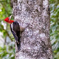 Robust Woodpecker (Campephilus robustus)