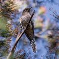 Fan-tailed Cuckoo (Cacomantis flabelliformis)
