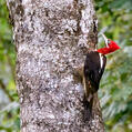 Robust Woodpecker (Campephilus robustus)