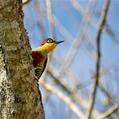 Yellow-fronted Woodpecker (Melanerpes flavifrons)