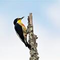 Yellow-fronted Woodpecker (Melanerpes flavifrons)