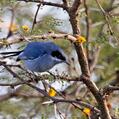 Masked Gnatcatcher (Polioptila dumicola)