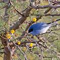 Masked Gnatcatcher (Polioptila dumicola)