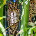 Tropical Screech Owl (Megascops choliba)