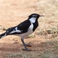 Magpie-lark (Grallina cyanoleuca)