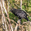 Large-tailed Antshrike (Mackenziaena leachii)