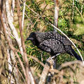 Large-tailed Antshrike (Mackenziaena leachii)