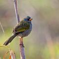 Pampa Finch (Embernagra platensis)