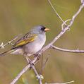 Pampa Finch (Embernagra platensis)