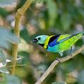 Green-headed Tanager (Tangara seledon)