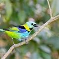 Green-headed Tanager (Tangara seledon)