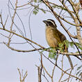 Green-winged Saltator (Saltator similis)