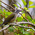 Green-winged Saltator (Saltator similis)