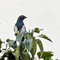 Magpie Tanager (Cissopis leverianus)