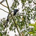 Magpie Tanager (Cissopis leverianus)
