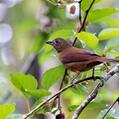 Ruby-crowned Tanager (Tachyphonus coronatus)