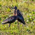 White-faced Ibis (Plegadis chihi)