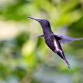 Black Jacobin (Florisuga fusca)
