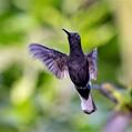 Black Jacobin (Florisuga fusca)